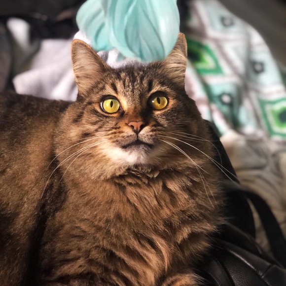 Meet your Posher, Lily - Picture 9 of 15